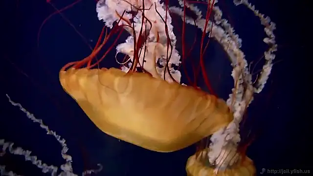 streamy test15 online show from February 2, 2026, 2:05 pm