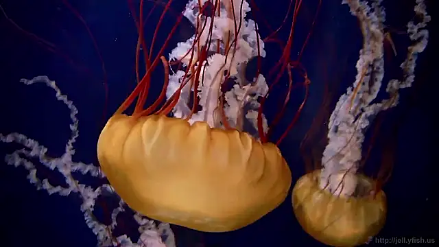 streamy test15 online show from February 10, 2026, 9:02 am