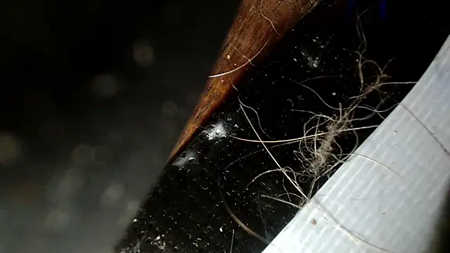 Gigadickman online show from December 3, 2024, 2:47 am