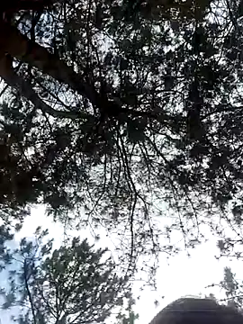 Snapshot of Sofia_xx2 chatting on February 27, 2025, 8:50 am Sofia xx2 online show from February 27, 2025, 8:50 am