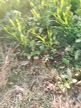 Sweet Dhara online show from January 10, 2025, 11:33 am