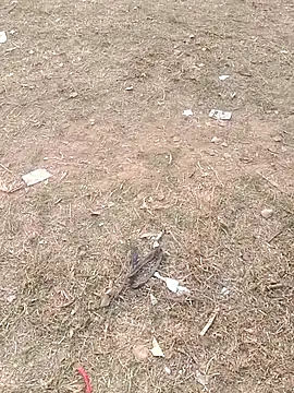 Sweet Dhara online show from January 11, 2025, 10:40 am