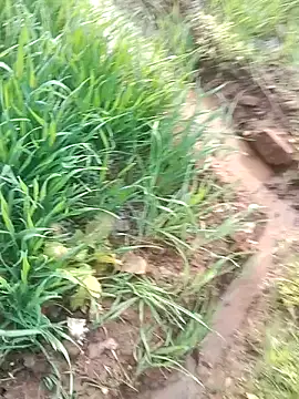 Sweet Dhara online show from January 22, 2025, 3:20 am