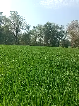 Sweet Dhara online show from January 29, 2025, 7:25 am