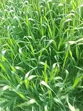 Sweet Dhara online show from February 3, 2025, 10:03 am