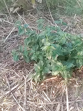 Sweet Dhara online show from February 12, 2025, 11:07 am