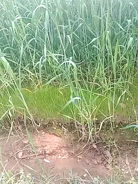 Sweet Dhara online show from February 15, 2025, 6:44 am