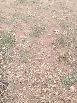 Sweet Dhara online show from February 26, 2025, 1:53 am