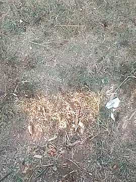 Sweet Dhara online show from March 11, 2025, 2:21 am