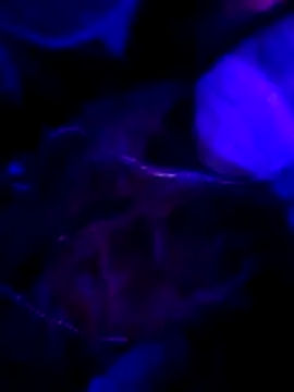 Hotpussy3ox online show from February 1, 2026, 11:03 pm