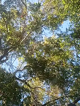 Buffshagswell online show from November 18, 2025, 7:18 pm