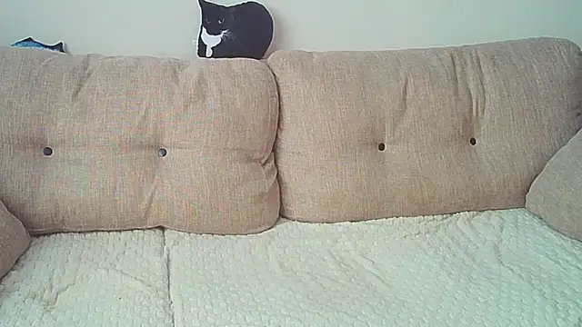 Ostin meow online show from December 26, 2024, 8:07 am