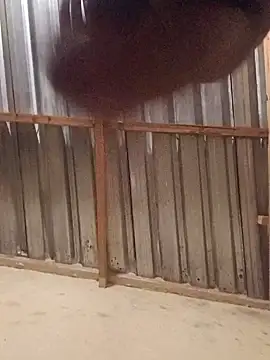 T9nybh3ksta66 online show from September 14, 2025, 2:54 am