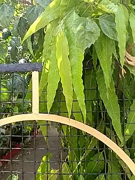 bairobunde online show from April 17, 2026, 8:17 am