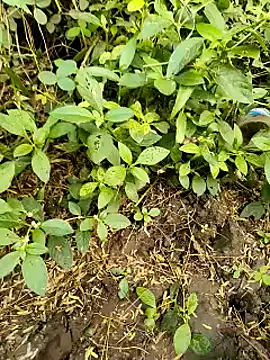 himvilohi08 online show from October 20, 2025, 11:21 am