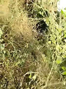 himvilohi08 online show from January 8, 2026, 4:15 am