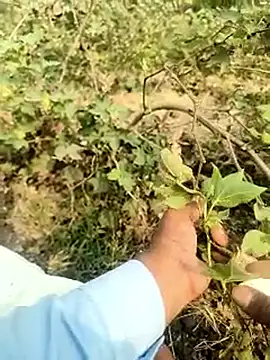 himvilohi08 online show from February 5, 2026, 4:39 am