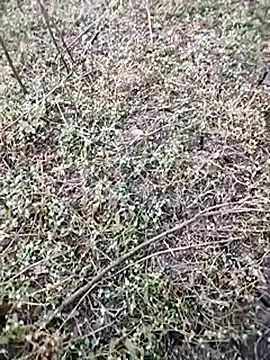 Snapshot of BlackhorseBBC chatting on December 5, 2025, 1:58 am BlackhorseBBC online show from December 5, 2025, 1:58 am