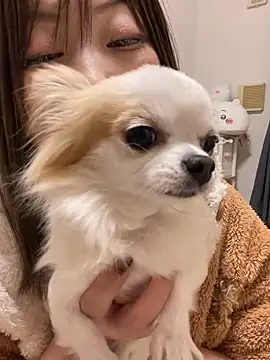 h415a812 online show from November 20, 2025, 1:55 pm