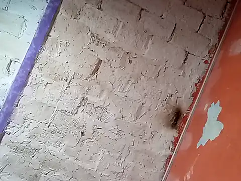 Snapshot of Hay-Viene-El-Huyy chatting on September 16, 2025, 11:55 am Hay-Viene-El-Huyy online show from September 16, 2025, 11:55 am