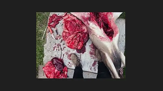 lisabaus online show from April 12, 2026, 1:10 am