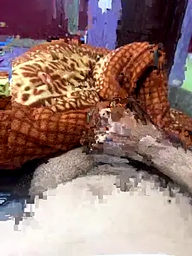 Rupkumarmaleforfun online show from December 18, 2025, 2:34 pm