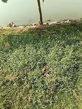 king godgm online show from December 21, 2025, 4:08 am