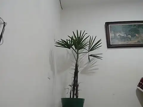 Snapshot of Young_handsome chatting on September 11, 2025, 1:28 am Young handsome online show from September 11, 2025, 1:28 am