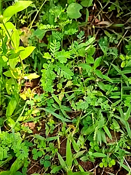 telugumodda4396 online show from September 21, 2025, 7:10 am