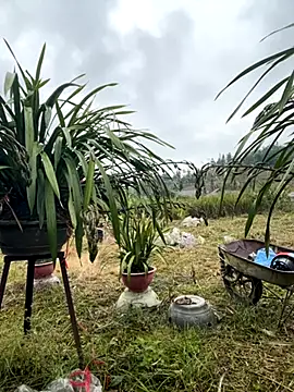 miemie-xx online show from November 17, 2025, 1:11 am