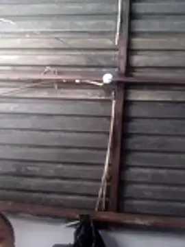 Teddypuer online show from November 14, 2025, 11:53 am