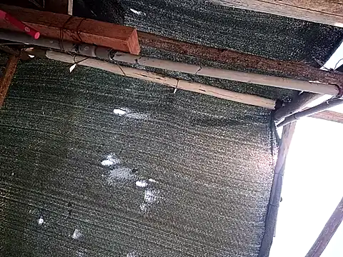 0281nosyehj online show from April 1, 2026, 4:48 pm