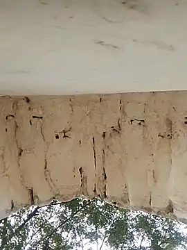 Xxx suhana online show from November 27, 2025, 7:54 am