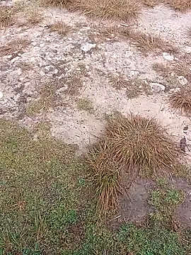 sexygosht online show from December 1, 2025, 2:33 pm