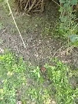 88zaifkhan88 online show from March 2, 2026, 5:08 am