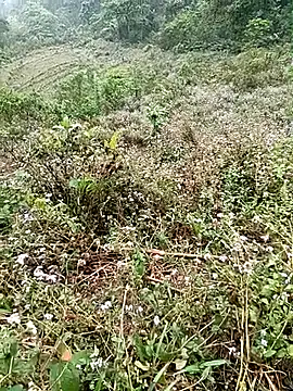 seacyre online show from April 16, 2026, 12:44 am