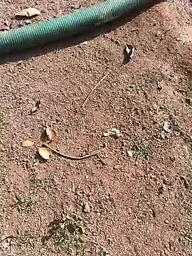 janbi sexe online show from January 15, 2026, 5:01 am