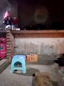 cdyyds-69 online show from January 15, 2026, 11:08 pm