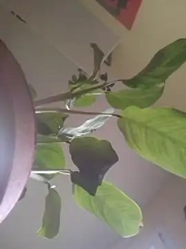 NickoHetero online show from January 17, 2026, 2:44 pm