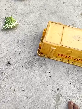 Snapshot of rubitrides11 chatting on February 7, 2026, 11:25 am rubitrides11 online show from February 7, 2026, 11:25 am