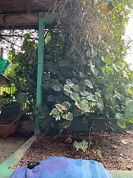 sofy alone online show from March 5, 2026, 8:49 pm