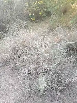 Snapshot of rameshmry1 chatting on March 6, 2026, 12:12 pm rameshmry1 online show from March 6, 2026, 12:12 pm