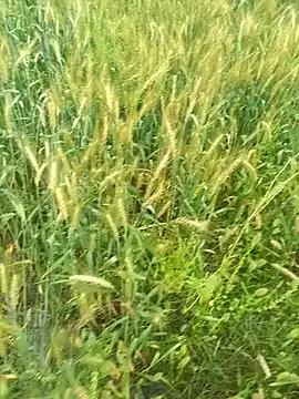 FinableKnee online show from March 29, 2026, 4:12 am