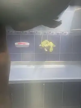 Arabien Pharaoh- online show from February 12, 2025, 3:18 am