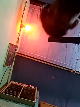 dhapli4u online show from February 6, 2026, 8:18 am