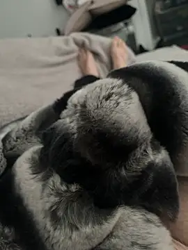 Snapshot of Furdale chatting on December 24, 2024, 11:17 am Furdale online show from December 24, 2024, 11:17 am