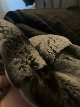 Snapshot of Furdale chatting on January 2, 2025, 12:35 pm Furdale online show from January 2, 2025, 12:35 pm