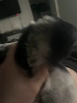 Snapshot of Furdale chatting on January 14, 2025, 3:26 pm Furdale online show from January 14, 2025, 3:26 pm