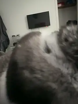 Snapshot of Furdale chatting on September 18, 2025, 4:31 pm Furdale online show from September 18, 2025, 4:31 pm