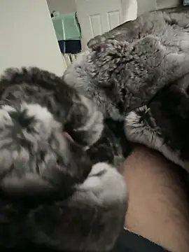 Snapshot of Furdale chatting on September 24, 2025, 2:20 pm Furdale online show from September 24, 2025, 2:20 pm